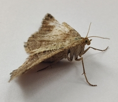Isturgia murinaria