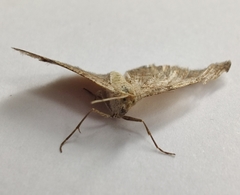 Isturgia murinaria