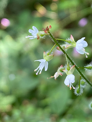 Circaea lutetiana