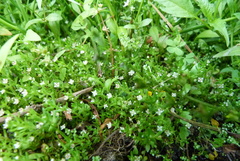 Crassula sinclairii