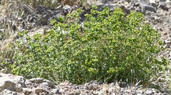 Euphorbia schizoloba