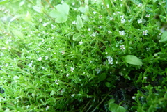Crassula sinclairii