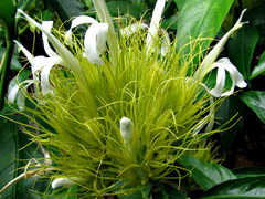 Schaueria