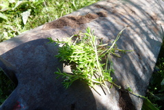 Crassula sinclairii