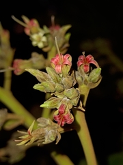 Anacardium