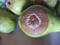 Monilinia fructigena