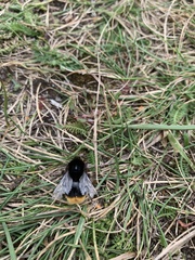 Bombus rupestris