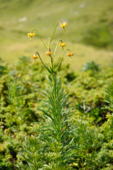 Lilium pyrenaicum