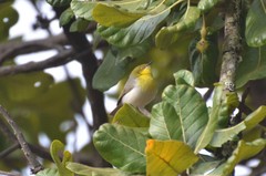 Eremomela scotops