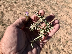 Astragalus allochrous