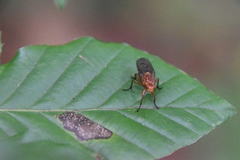 Sciomyzoidea