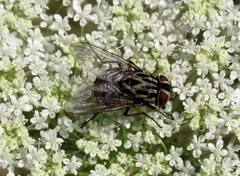 Graphomya minor