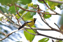 Icterus leucopteryx lawrencii