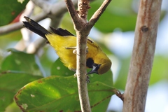 Icterus leucopteryx lawrencii