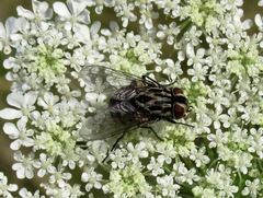 Graphomya minor