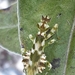 Galinthiadidae - Photo (c) Sally Adam, alguns direitos reservados (CC BY-NC)
