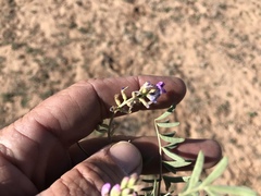 Astragalus allochrous