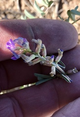 Astragalus allochrous
