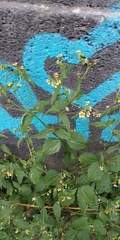 Galinsoga quadriradiata