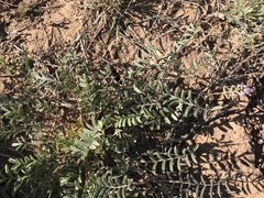 Astragalus allochrous