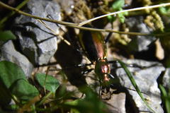 Carabus splendens