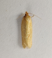 Clepsis pallidana