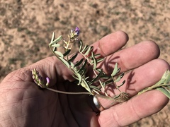 Astragalus allochrous