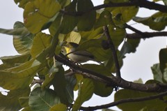 Eremomela scotops