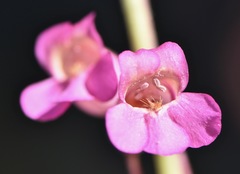 Penstemon bicolor roseus