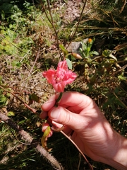 Indigofera miniata