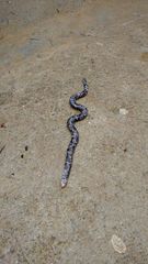 Amphisbaena fuliginosa