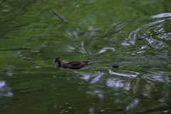 Anas platyrhynchos