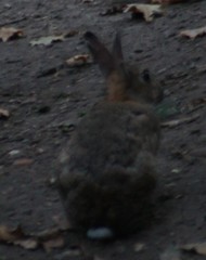 Oryctolagus cuniculus