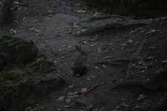 Oryctolagus cuniculus