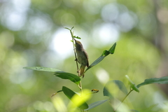 Setophaga petechia flavida