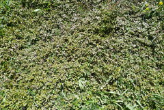 Argentina anserinoides