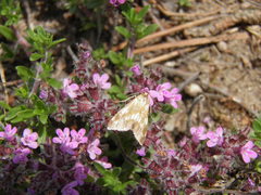 Epascestria pustulalis