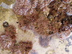 Ellisolandia elongata