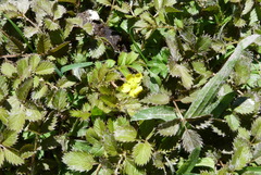 Argentina anserinoides