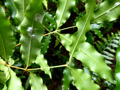 Syzygium anisatum