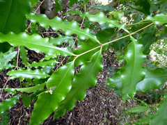 Syzygium anisatum