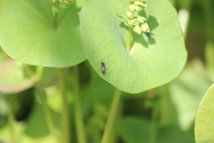 Pemphredonina