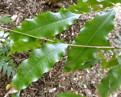 Syzygium anisatum