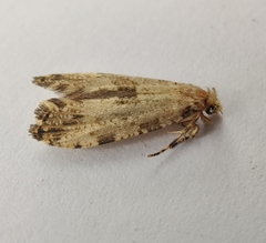 Morophaga choragella