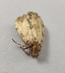 Morophaga choragella