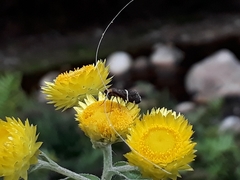 Ceromitia natalensis