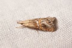 Euchromius anapiellus