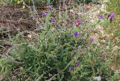 Echium sabulicola