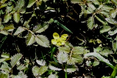 Argentina anserinoides