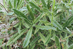 Echium sabulicola